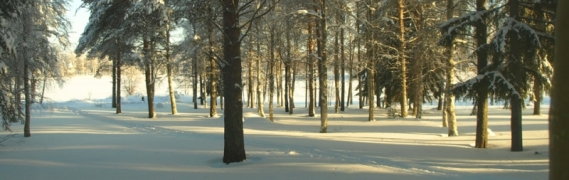 Зимний лес